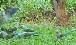 Featured image of post Looking for the Loris!