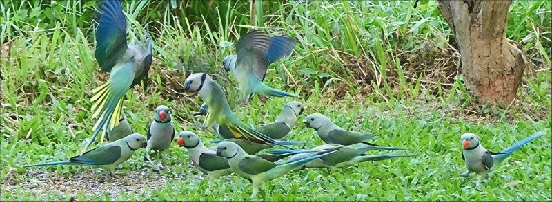 Featured image of post Looking for the Loris!