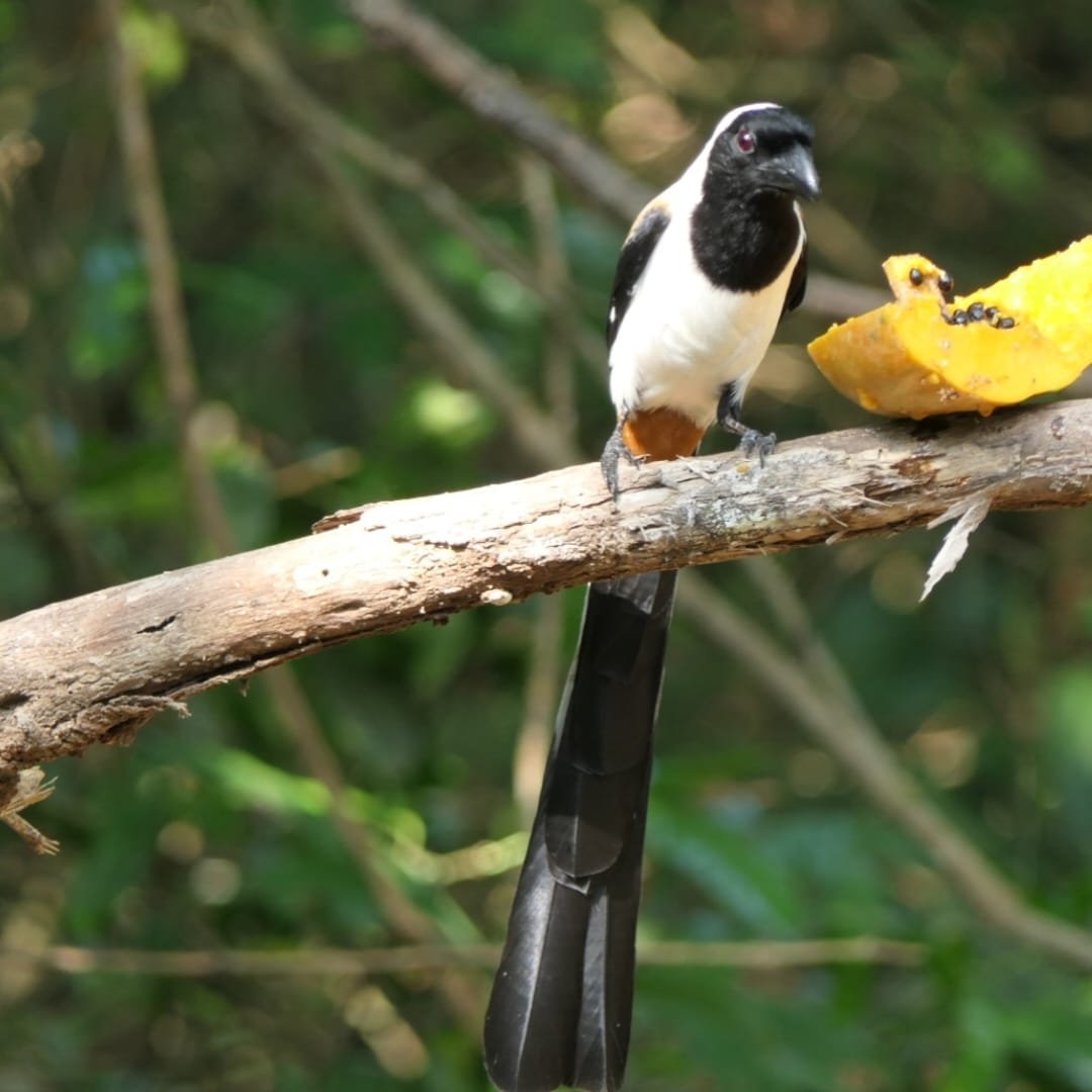White bellied Treepie