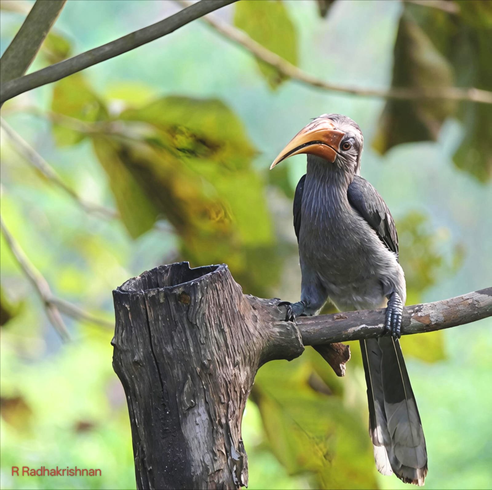 Malabar grey hornbill