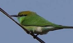 Featured image of post The Healing Power of Birding: Connecting with Nature's Winged Wonders.