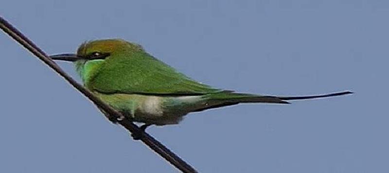 Featured image of post The Healing Power of Birding: Connecting with Nature's Winged Wonders.