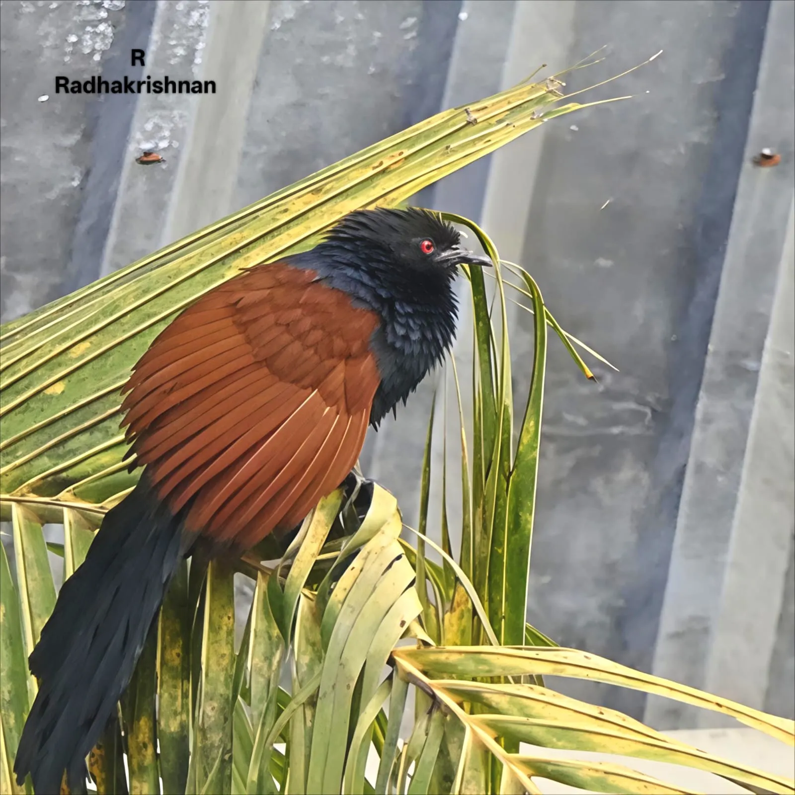 Are you actually photographing me right now!